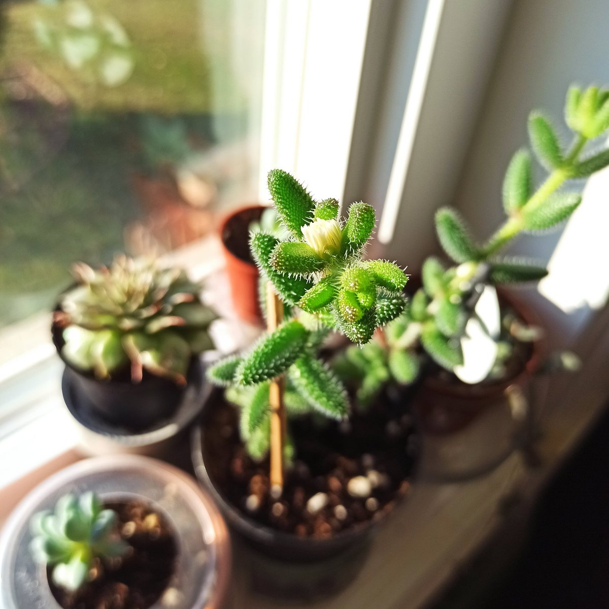 solideram's tweet photo. Getting ready for a flower from my pickle plant! https://t.co/7vqq0thQCN