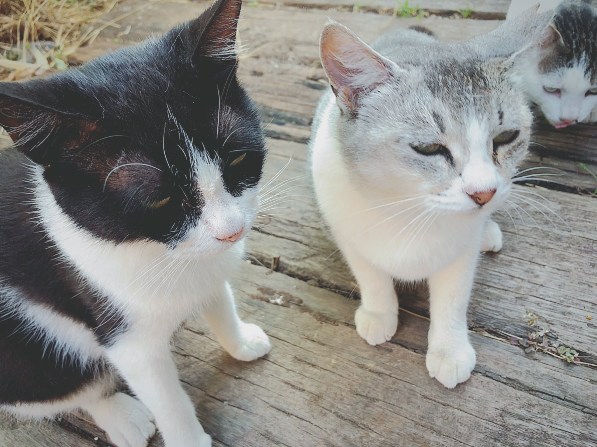 森の中のレストラン ふらんす屋 千葉県山武市 ｵﾅｶｽｲﾀﾖ Fwf ｺﾞﾊﾝﾊﾔｸ まだだよ ガックリしちゃった猫たち 今日のネッコロ 猫のいるレストラン 保護猫 猫 ハチワレ 性格は悪くないのにどうしても目付きが悪くなってしまう猫スーちゃん