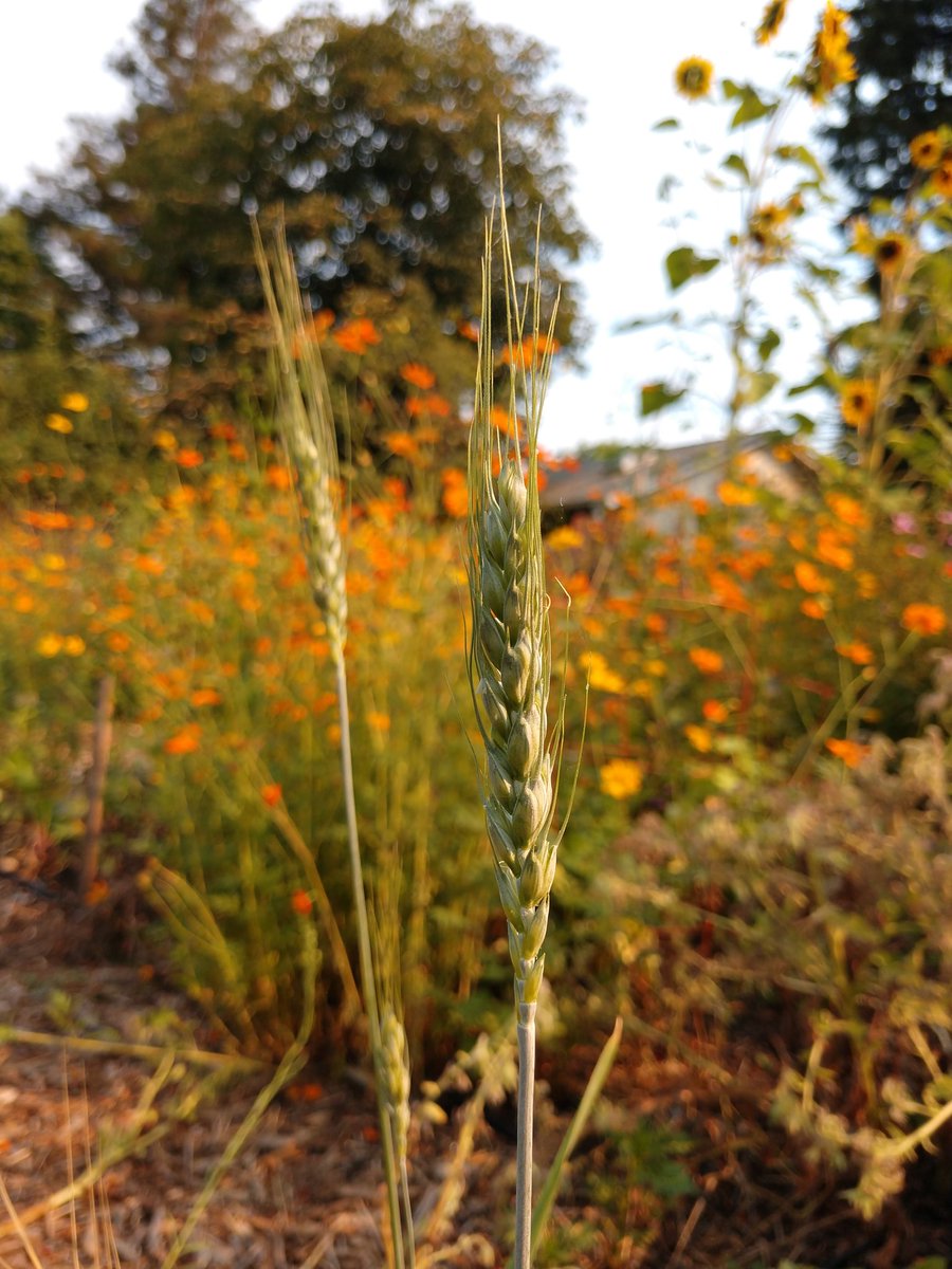 We begin fall garden lessons with seeds. <a href="/JessGilleran/">JG</a> and I met yesterday to film an instructional video for next week's seed collection project - I can't wait to see our students' seed pictures. #UELFGarden <a href="/UELFSEAWOLVES/">UELFCRPUSD</a>