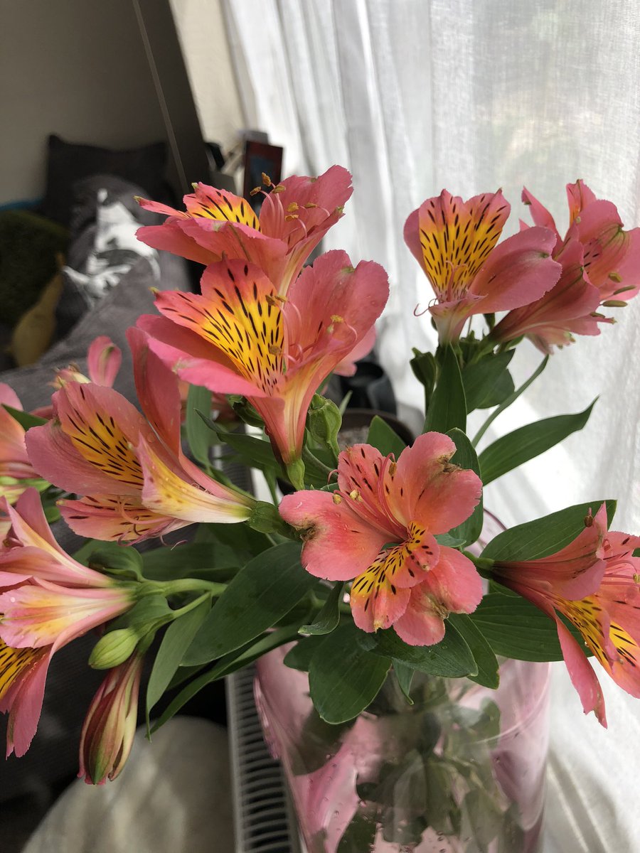 Love cutting the #alstroemeria and popping it in a vase 😍🌺 It’s quite literally cut and come again over and over...I’ve been cutting it to put in vases since April 🤩 #cutflower #vase #peruvianlily #lily #daylily #Flowers #flowerlovers