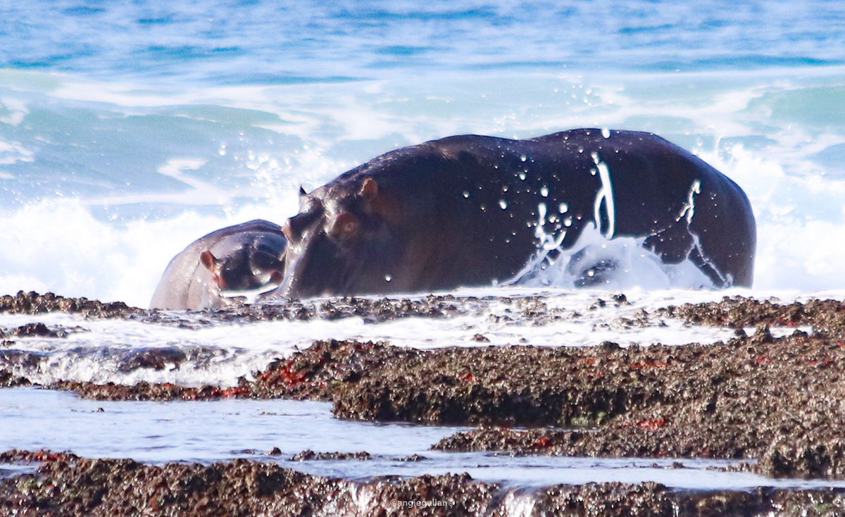 Peace_Parks's tweet photo. Happy 11th bday to Ponta do Ouro Marine Reserve #Mozambique - supported by Peace Parks since 2009 to protect exquisite transfrontier coastal and aquatic treasures. Also celebrating were these 2 #hippos that wandered over from South Africa for a quick swim. https://t.co/H6iqQAy5mA https://t.co/oMPhh1CH5i
