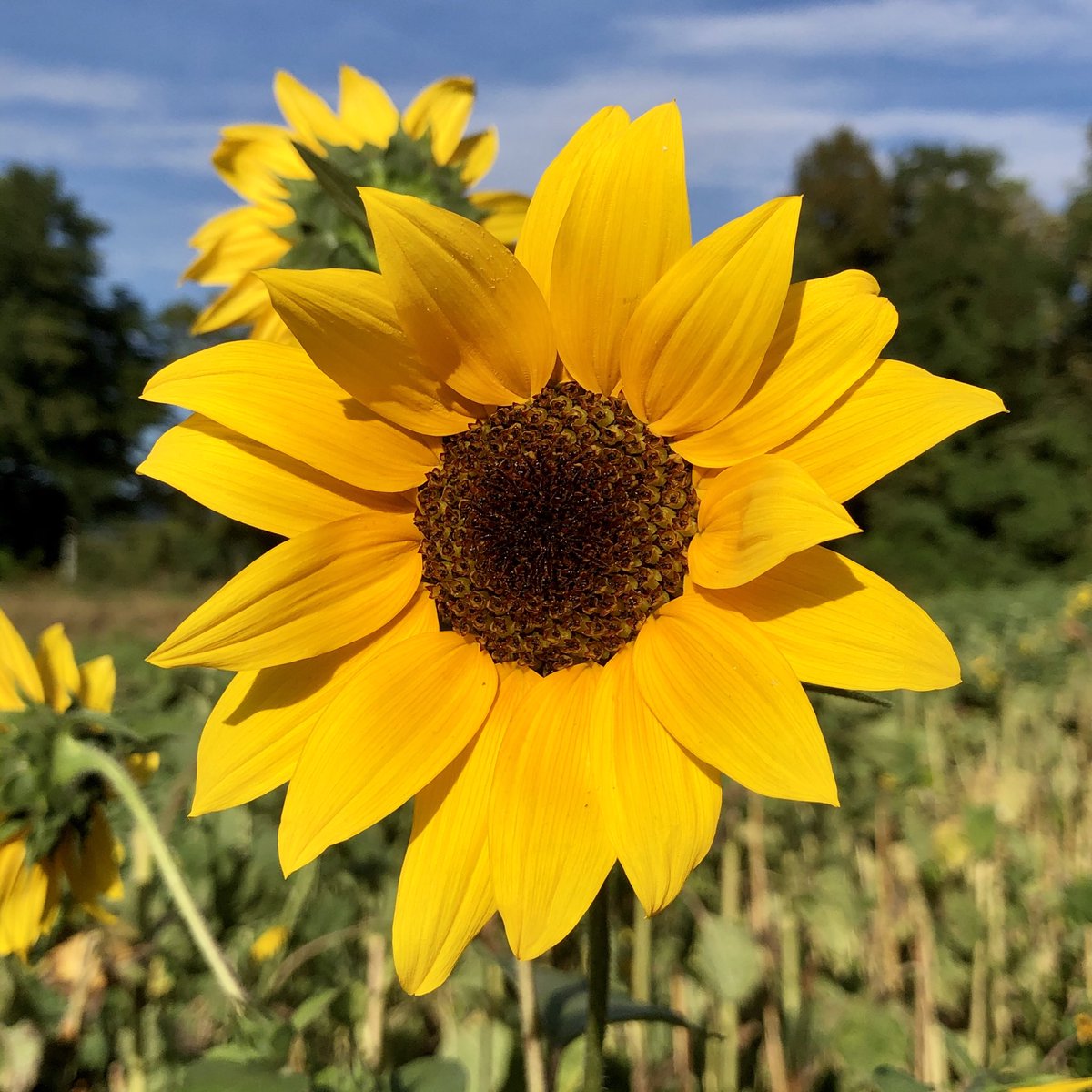 glaubeweiter's tweet photo. #Hochsommer Noch einmal ein sehr #heisser #sonniger ☀️#Sommertag mit #blauem #Himmel Wer kann, bleibt im #Schatten „Gelobt seist du, mein Herr, mit allen deinen Geschöpfen, zumal dem Herrn Bruder Sonne... schön ist er und strahlend in großem Glanz,
dein Sinnbild, o Höchster.“ https://t.co/WNJntEPRPW