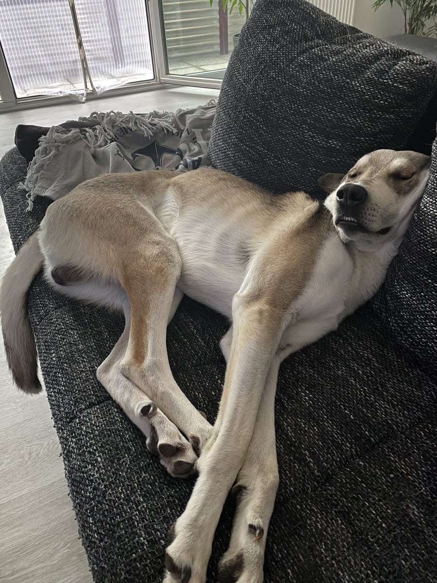 Ich will mich mal kurz vorstellen ich heiße mailow bin zweieinhalb Jahre alt und bin ein Husky Windhund mix ich komme aus Griechenland von der Straße und habe seid anderthalb Jahren eine neue tolle Familie gefunden