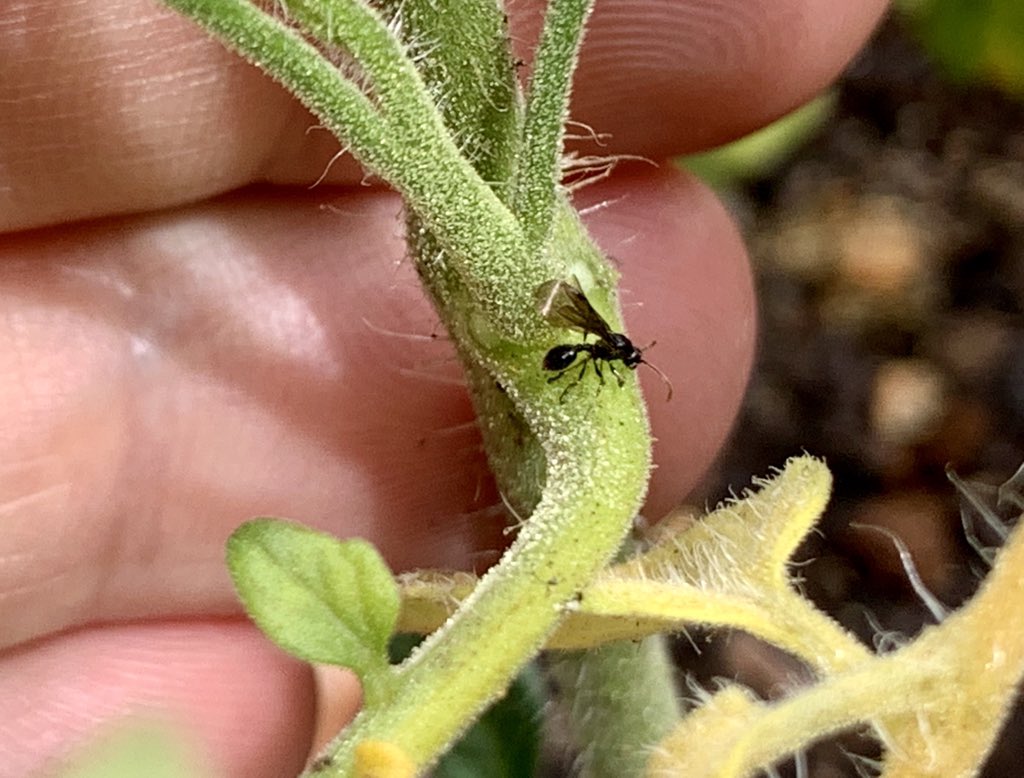 Did you know tomato #plants are carnivorous? The little sticky hairs on the stem traps small #insects that then die, fall to the ground and decompose, &amp; become absorbed by the roots. This is a passive carnivore compared to an active carnivore like a Venus flytrap #ScienceTwitter