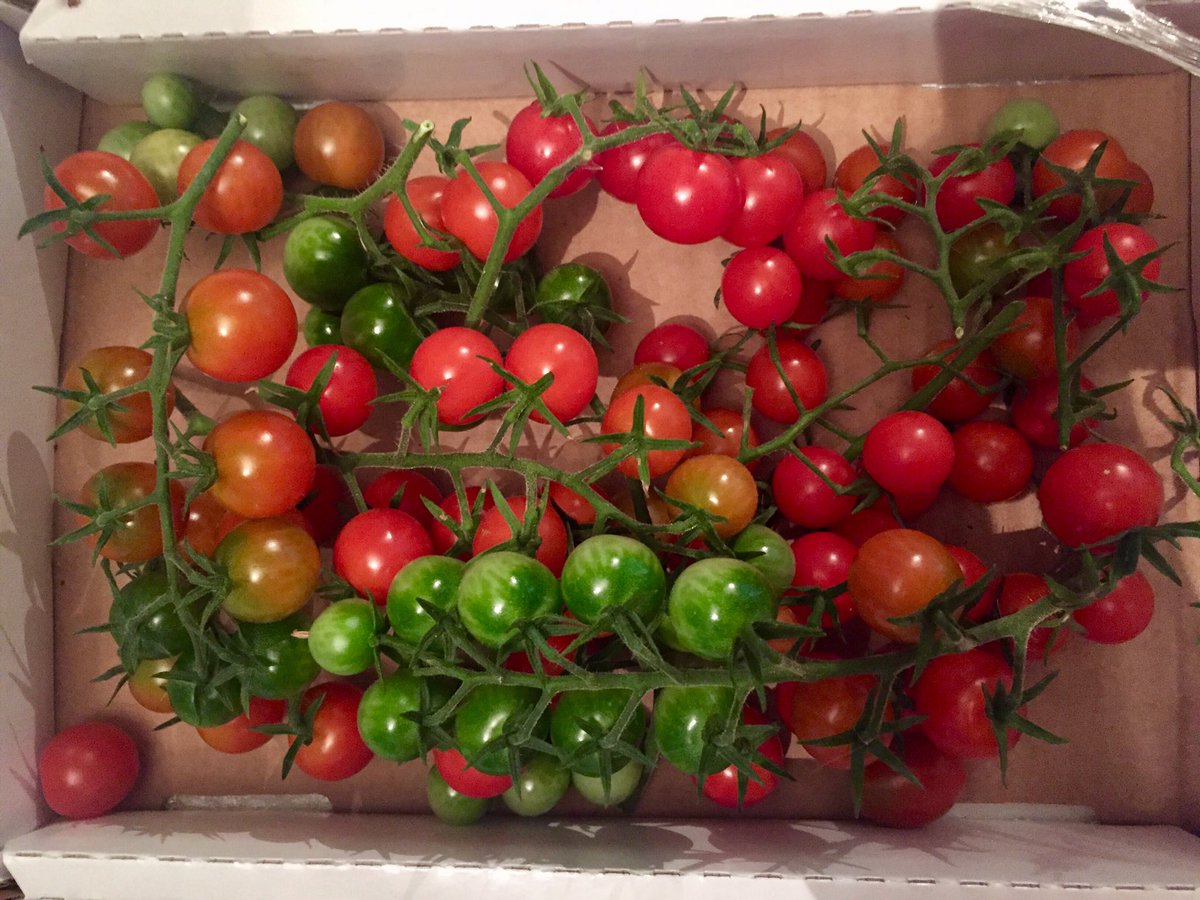 FoodThatBeets's tweet photo. Small &amp; Cute 🥰

#cherrytomatoes #tomato #organicgarden #organicfood #vegetablefarm #fruitfarm #eathealthy #ontariogrown #organic #organicgardening #organiclifestyle #organiclife #healthylifestyle #healthyfood #vaughan #kleinburg #woodbridge #bolton #caledon #brampton #etobicoke https://t.co/jkWX4IQ5ya