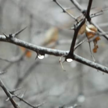 What a lovely day in the #bush.  

We had some great sightings at the #croc #river and this afternoon we are #blessed with some rain.

Enjoy the rest of your day peepz.☔🌧️🎊

#raining  #instarain #graysky #rainyday #raindrops #rainclouds #rainydays #rainy #rainday