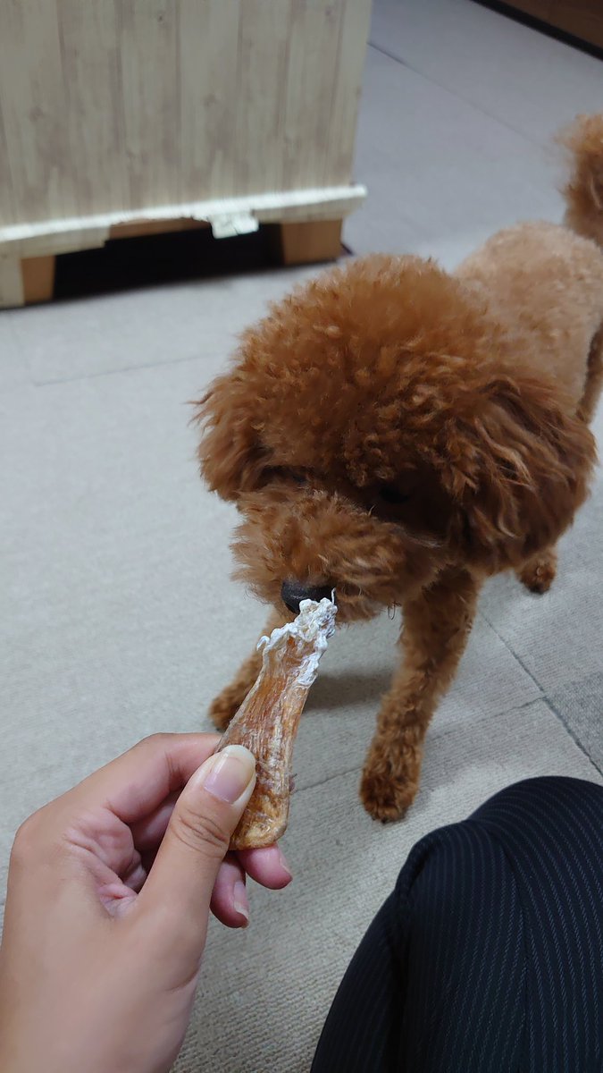 水那 A Twitteren 絆創膏してる指を同じようなテンションでひと噛みしてった 犬な あのな 知らんやろうけどな 怪我してるから絆創膏してるんやで
