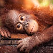 Paws4History's tweet photo. The orangutan was beautifully dressed in a white cotton chemise, and was seemingly very well behaved in front of guests. #Orangutan #historicpets #historyofpets #exoticpets https://t.co/ltObp1RK6t