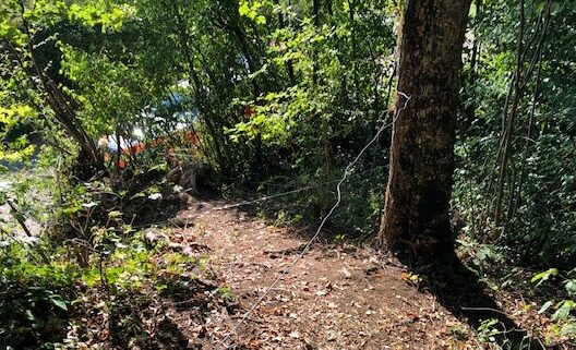 Telebasel's tweet photo. Hinterhältige Attacke von Bike-Hassern? Unbekannte spannen Drähte in #Metzerlen-Mariastein auf beliebtem Wanderweg.
https://t.co/KMTv1yN8oH
#TBNews https://t.co/W9dsesWzTe
