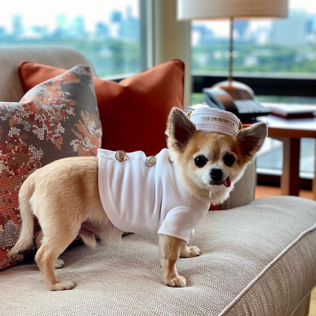 The Peninsula Hotels tweet media