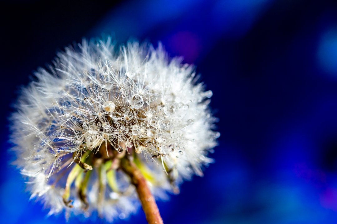 bishbash89's tweet photo. First real attempt at Macro photography. It took longer than expected to get it all set up and find all the little tools needed, but I got there. https://t.co/4dMjgOQCyt