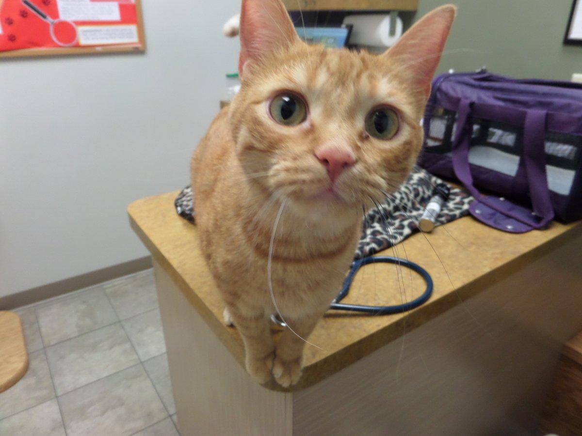 FourLakesVet's tweet photo. Appreciate a Ginger Cat today! It's a day just for us so feel free to crack open a can of tuna for us to celebrate!
- Freddy https://t.co/WeZLavq8kB
