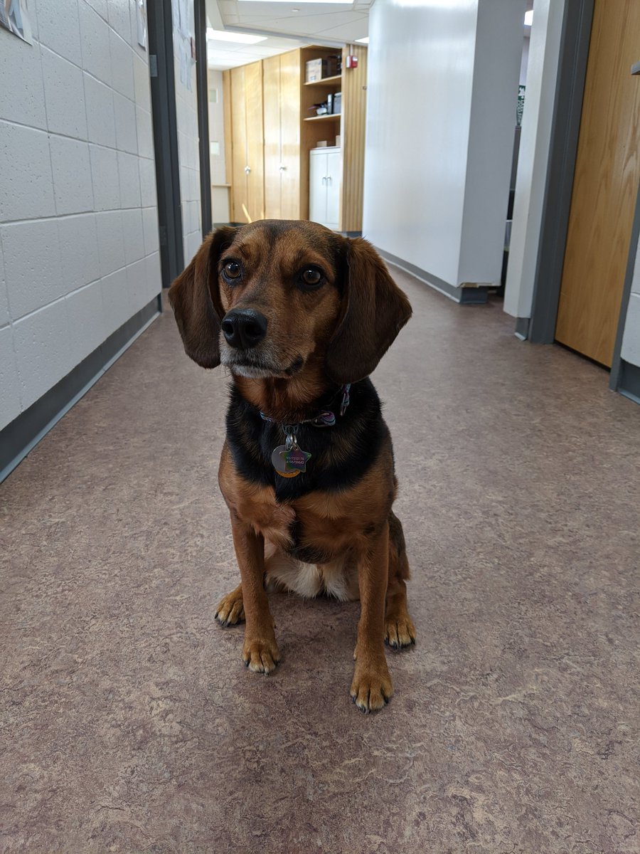 Lydia the Therapy Dog 🐕 tweet media