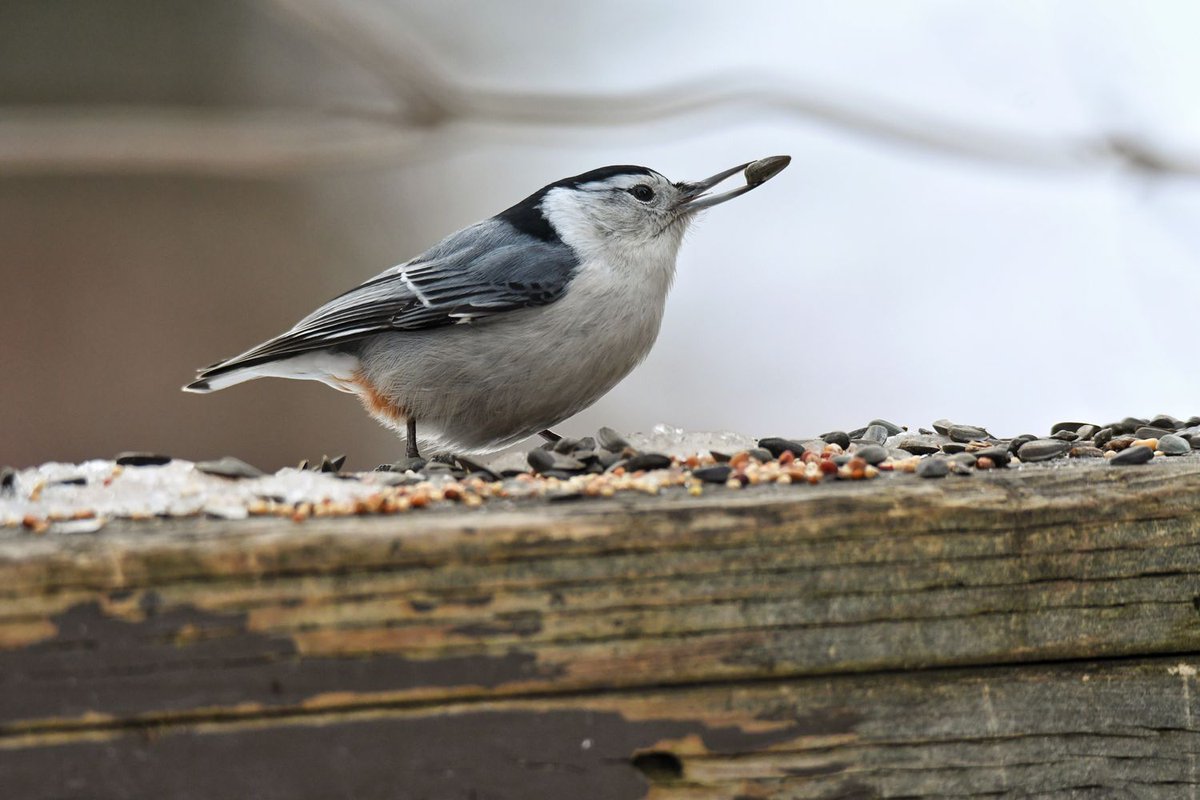 ABbiodiversity's tweet photo. Is this White-Breasted Nuthatch building a zen rock garden? #SightingShowcase #FabPhotoFriday Photo by Naturelynx user Lightbendr https://t.co/yvo6GuwFHS