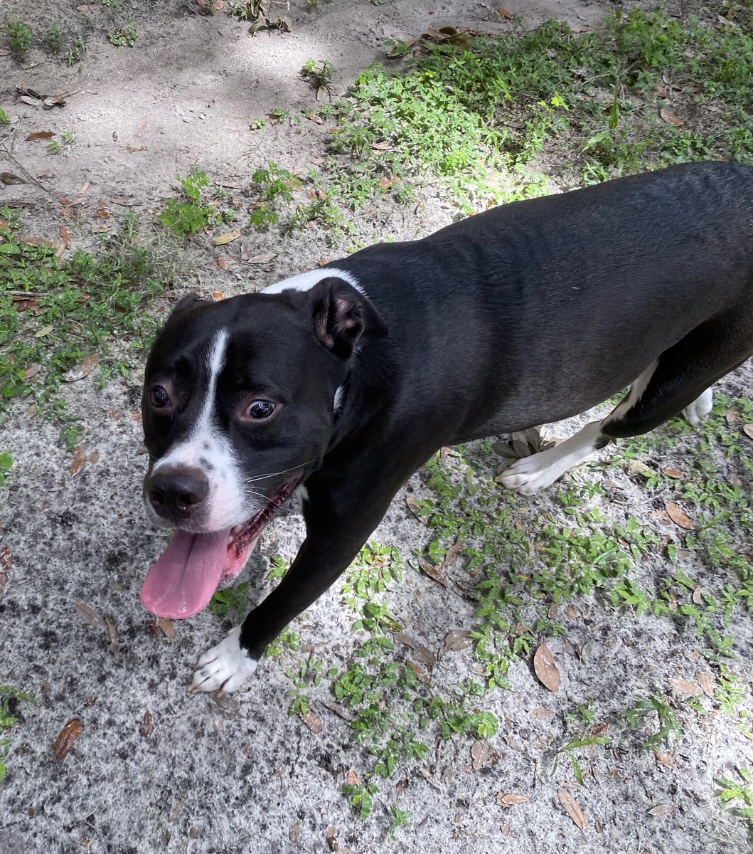 Tale3Pups's tweet photo. What? No, Mom! Of *course* I didnβt just eat a little lizard before you could stop me. Nope. Not me.
πβs,
Squish
#thetaleofthreepups #itwasntme #ididntdoit #nolizardshere #JustSayNo #saynotolizards https://t.co/IitTy51DlS