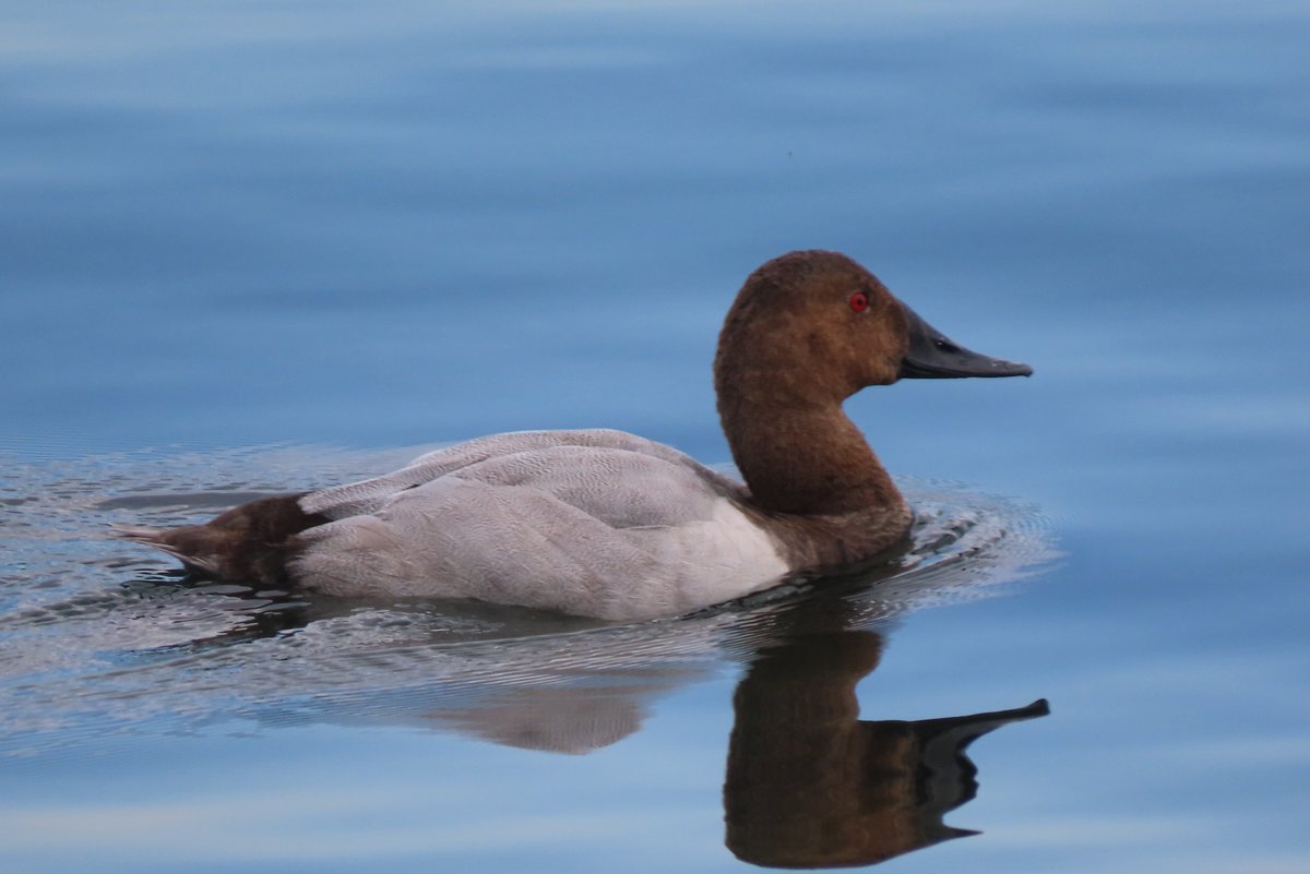 NicholsonNature's tweet image. Here&apos;s that big city Canvasback.  #TechDifficulties  #birds