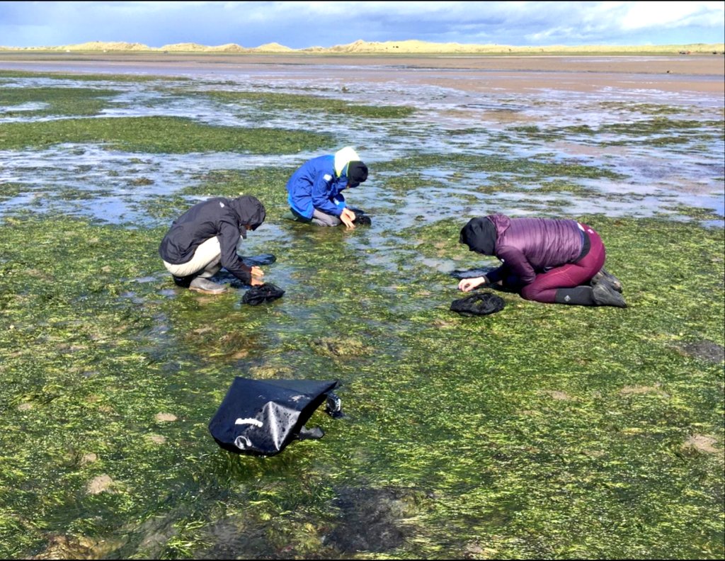 LSClay94's tweet photo. It was great to be back with @projectseagrass collecting seagrass seeds the last couple days from @lindisfarnennr

#TeamSeagrass #seagrass #seagrassoceanrescue #seagrassrestoration #projectseagrass #lindisfarne #WomenInSTEM #WomenInScience https://t.co/MUxozzyvYS