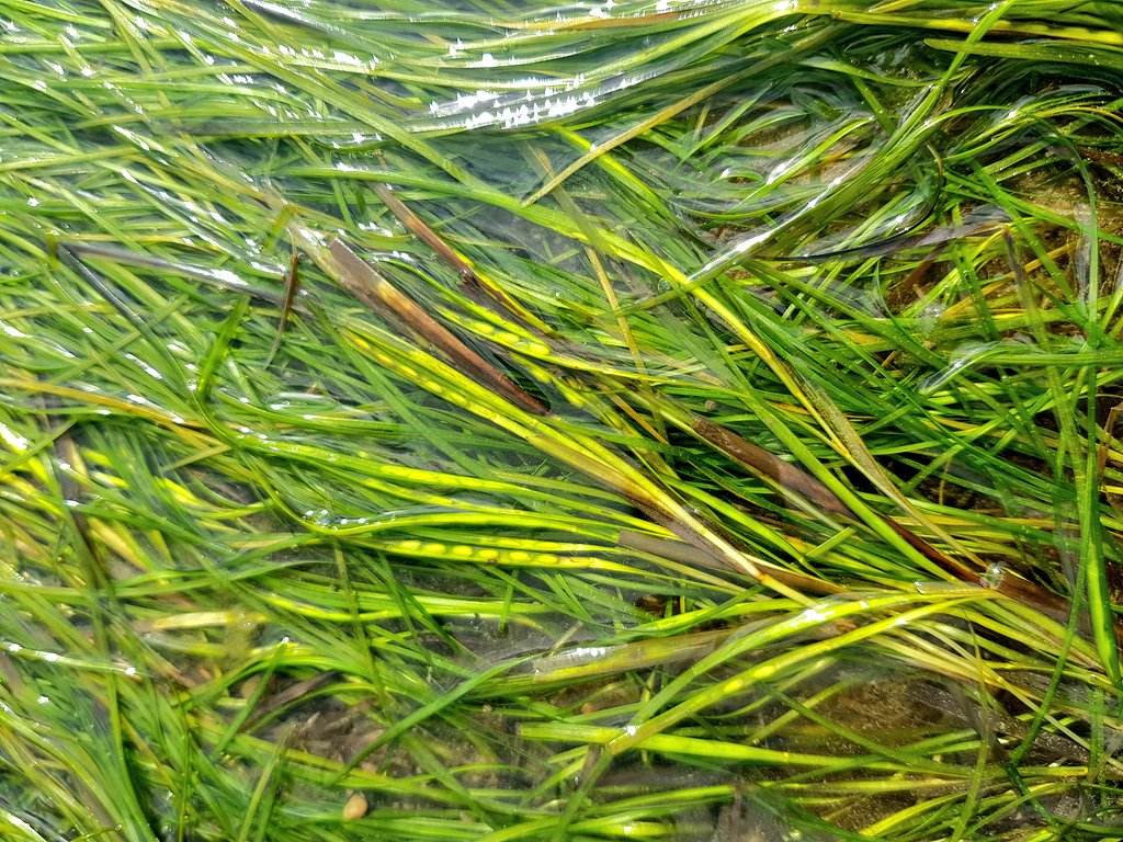 LSClay94's tweet photo. It was great to be back with @projectseagrass collecting seagrass seeds the last couple days from @lindisfarnennr

#TeamSeagrass #seagrass #seagrassoceanrescue #seagrassrestoration #projectseagrass #lindisfarne #WomenInSTEM #WomenInScience https://t.co/MUxozzyvYS