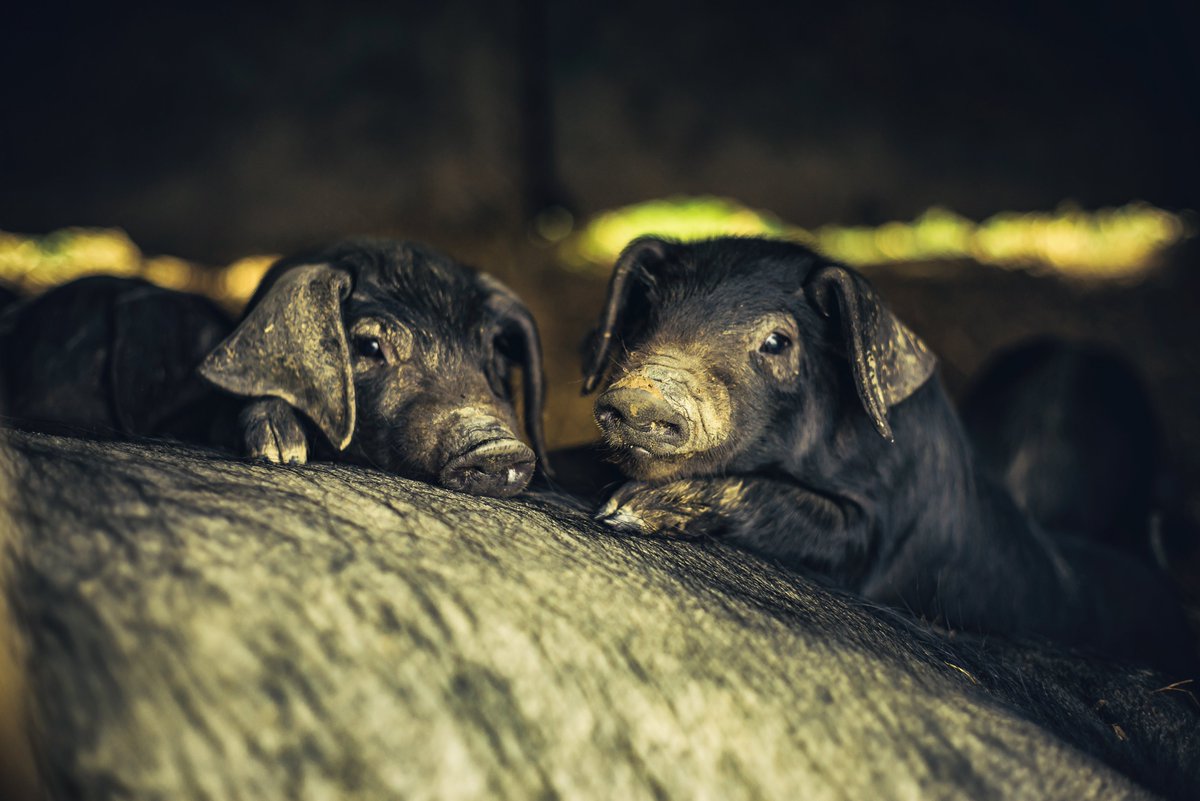 Today ... I hung out with some #piglets it was great! #farmphotography #devonphotography #pigs #farm #britishfarming #devon #devonphotographer #glavindstrachan