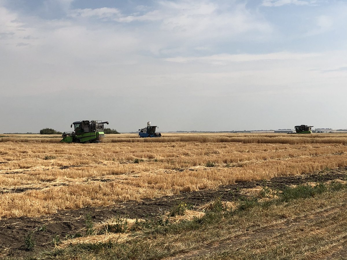 SeCanLauren's tweet image. Huge thx to @jasonreiny for taking me thru the #LCRC Saskatoon site today to show this Cereal Seed Lover all the exciting new stuff they’re working on. Even got to witness some #smashingplots in action #SeedNerd #wheat #alwayslearning #FutureIsBright😎