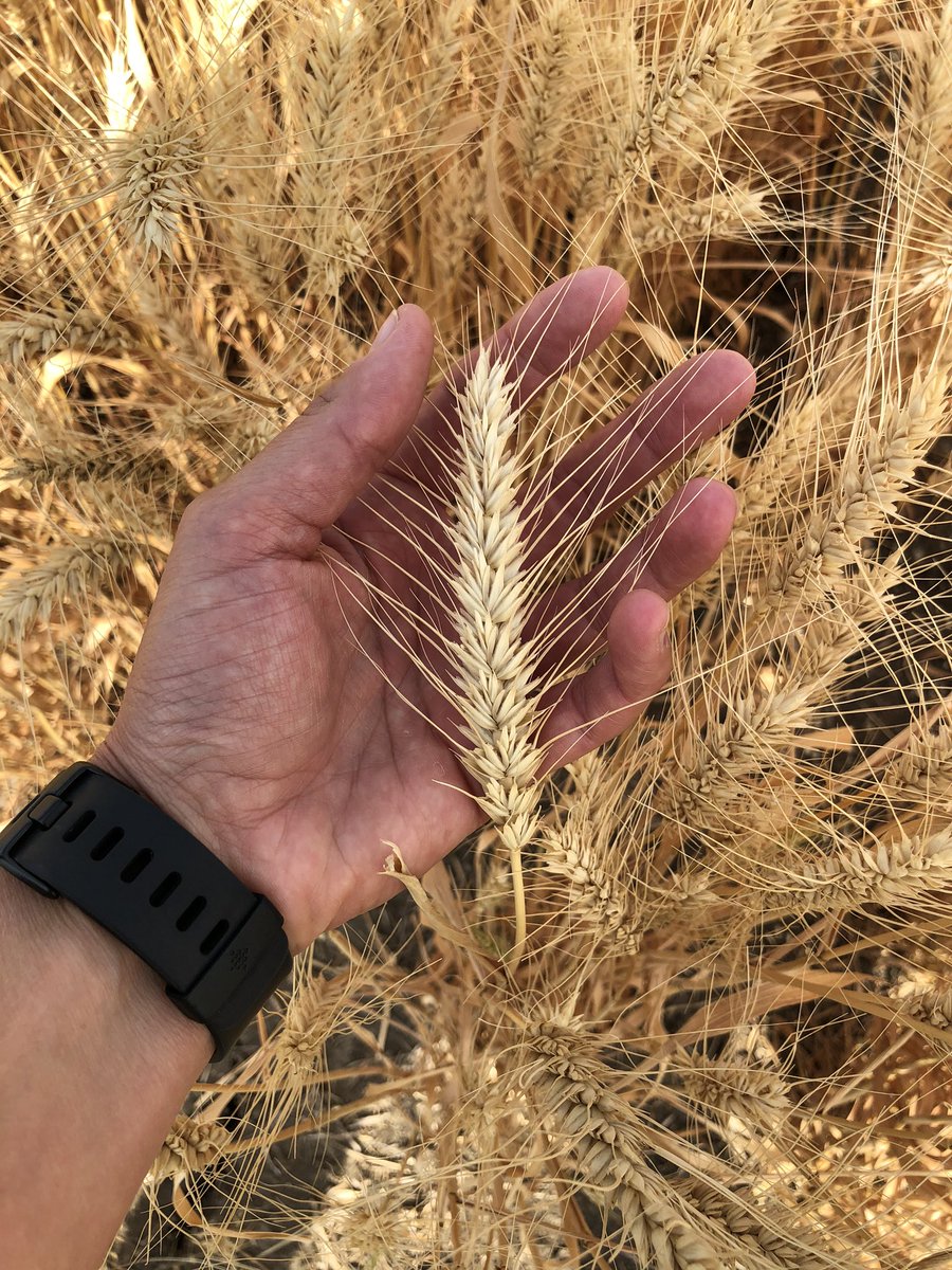 SeCanLauren's tweet image. Huge thx to @jasonreiny for taking me thru the #LCRC Saskatoon site today to show this Cereal Seed Lover all the exciting new stuff they’re working on. Even got to witness some #smashingplots in action #SeedNerd #wheat #alwayslearning #FutureIsBright😎