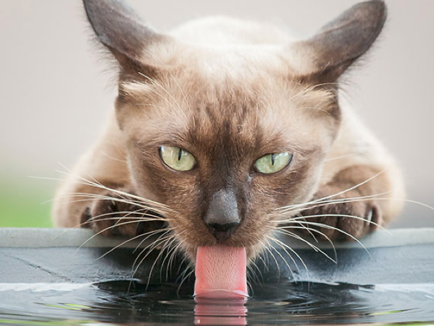 CatCareService's tweet photo. https://t.co/TMe0ortXE3 Seu gato bebe água do chuveiro ou da torneira? Saiba 7 possíveis razões👍😽 https://t.co/37NnpUHoSZ