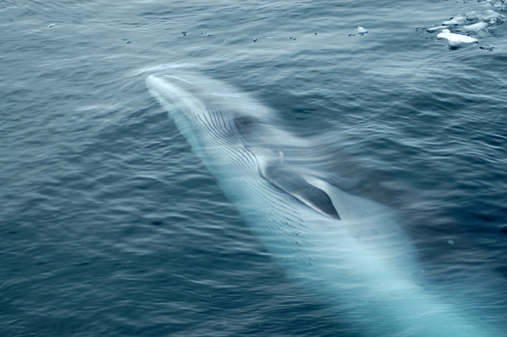 Massachusetts waters are home to humpback whales, finback whales, minke whales, and pilot whales! Which ones are your favorites?