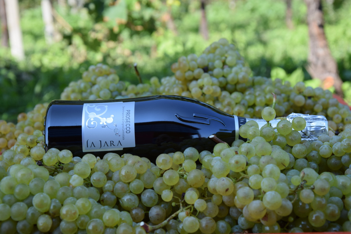 Enoteca Bacco (@enotecabacco) on Twitter photo Certified Organic & Vegan Prosecco Brut by <a href="/LaJaraWinery/">LaJaraWinery</a> 🥂 the perfect sparkling to enjoy on every occasion!
92 Points 🏅 Falstaff 2019
90 Points 🏅 Gilbert & Gaillard 2019
bcliquorstores.com/product/223407
#enotecabaccoimporters #lajarawinery #italianprosecco Certified Organic & Vegan Prosecco Brut by <a href="/LaJaraWinery/">LaJaraWinery</a> 🥂 the perfect sparkling to enjoy on every occasion!
92 Points 🏅 Falstaff 2019
90 Points 🏅 Gilbert & Gaillard 2019
bcliquorstores.com/product/223407
#enotecabaccoimporters #lajarawinery #italianprosecco