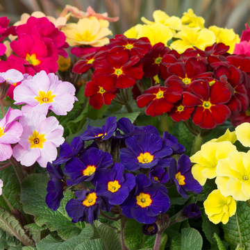 WonderPlants tweet picture