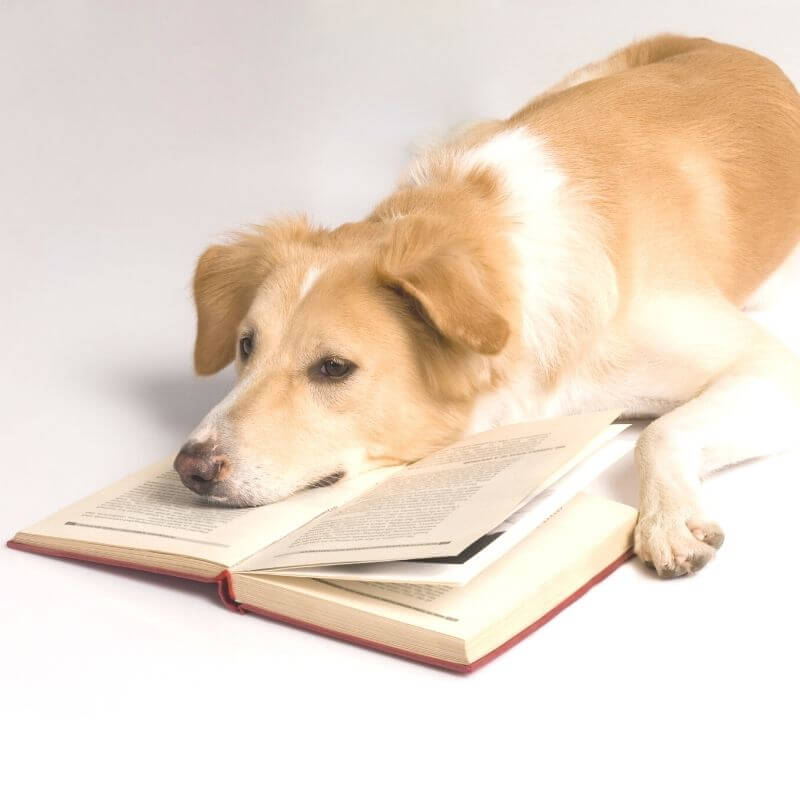 mindjoggle's tweet photo. I said a heartbreaking goodbye this week. In honor of my beloved friend, and for everyone who has ever loved a dog: https://t.co/wYDtjeXAS8 https://t.co/tTTNcuImzz