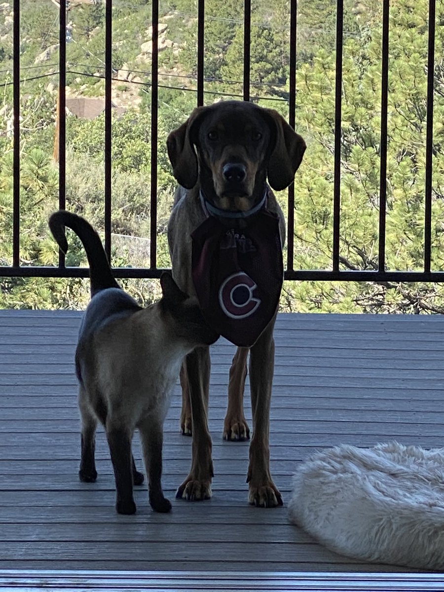 titosnhockey's tweet photo. @Avalanche That when the AVs score your dog gets a cookie! Defensive score is 2 cookies! A fight is a cookie...suggest you buy the small 5 calorie cookies because your pup is going to get a lot of cookies!! And if you have a cat, they get treats!! #CookiesforEveryone #CookiesforCadence https://t.co/J71tuLgTTC