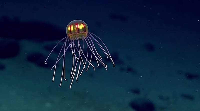  @MelanieLybarger Crossota jellyfish
