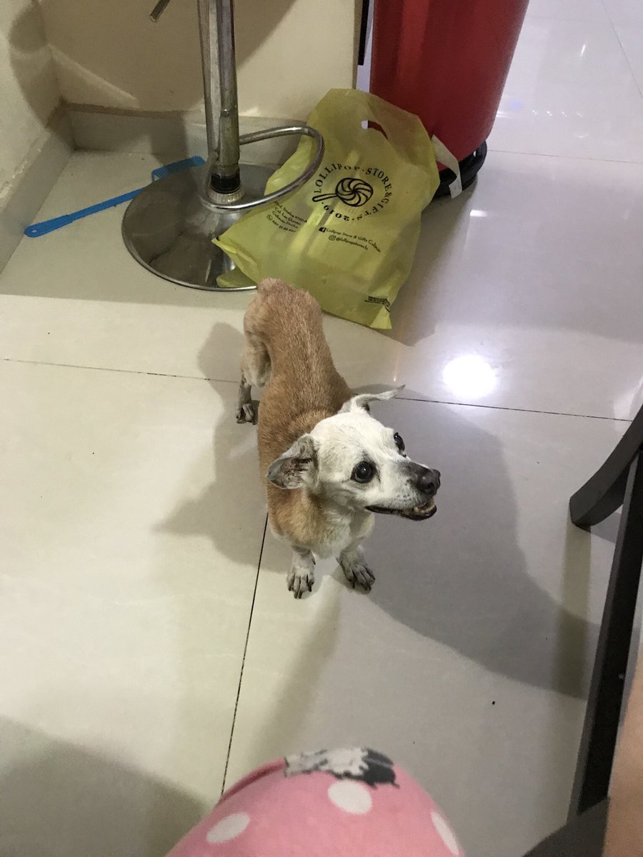 beliacp's tweet photo. Voy a extrañar siempre a este perrito y siempre y siempre lo voy a querer. Nuestro pequeño, Zeus ⚡️💛💫 https://t.co/GiRVSwpPO7