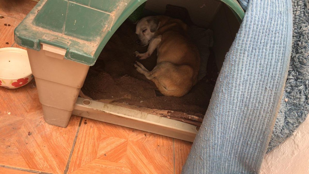 beliacp's tweet photo. Voy a extrañar siempre a este perrito y siempre y siempre lo voy a querer. Nuestro pequeño, Zeus ⚡️💛💫 https://t.co/GiRVSwpPO7