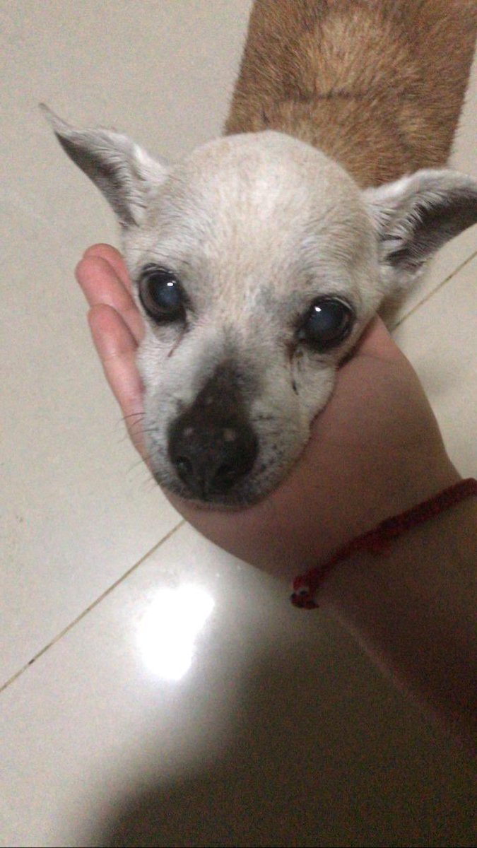 beliacp's tweet photo. Voy a extrañar siempre a este perrito y siempre y siempre lo voy a querer. Nuestro pequeño, Zeus ⚡️💛💫 https://t.co/GiRVSwpPO7