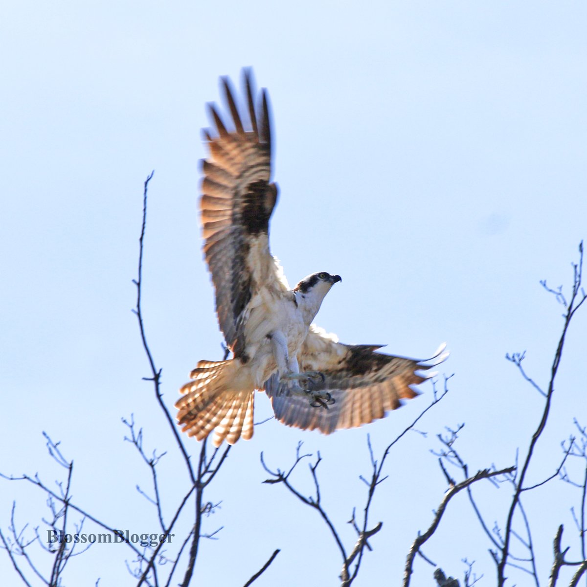 BlossomBlogger's tweet photo. Deja vu? It's #FlyWithMeFriday all over again!
@Grahampoo @birdcrazed6 @rawbirds @danbutler_55 @CarlBovisNature @TheIneptBirder @doughausladen
@Nature_Fix @Eweather13 @CtRiverMuseum @gilsimmons https://t.co/KUtt5i6oMG