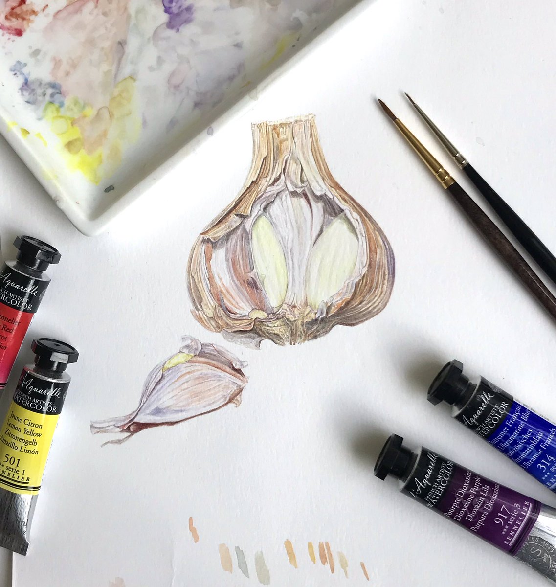 A busy day of painting and sheltering from the wind but here’s a late #colour_collective garlic bulb! Definitely some dark terracotta in there! <a href="/Clr_Collective/">Colour Collective</a> #illustration #foodillustration #garlic #painting #botanical #plants #colour