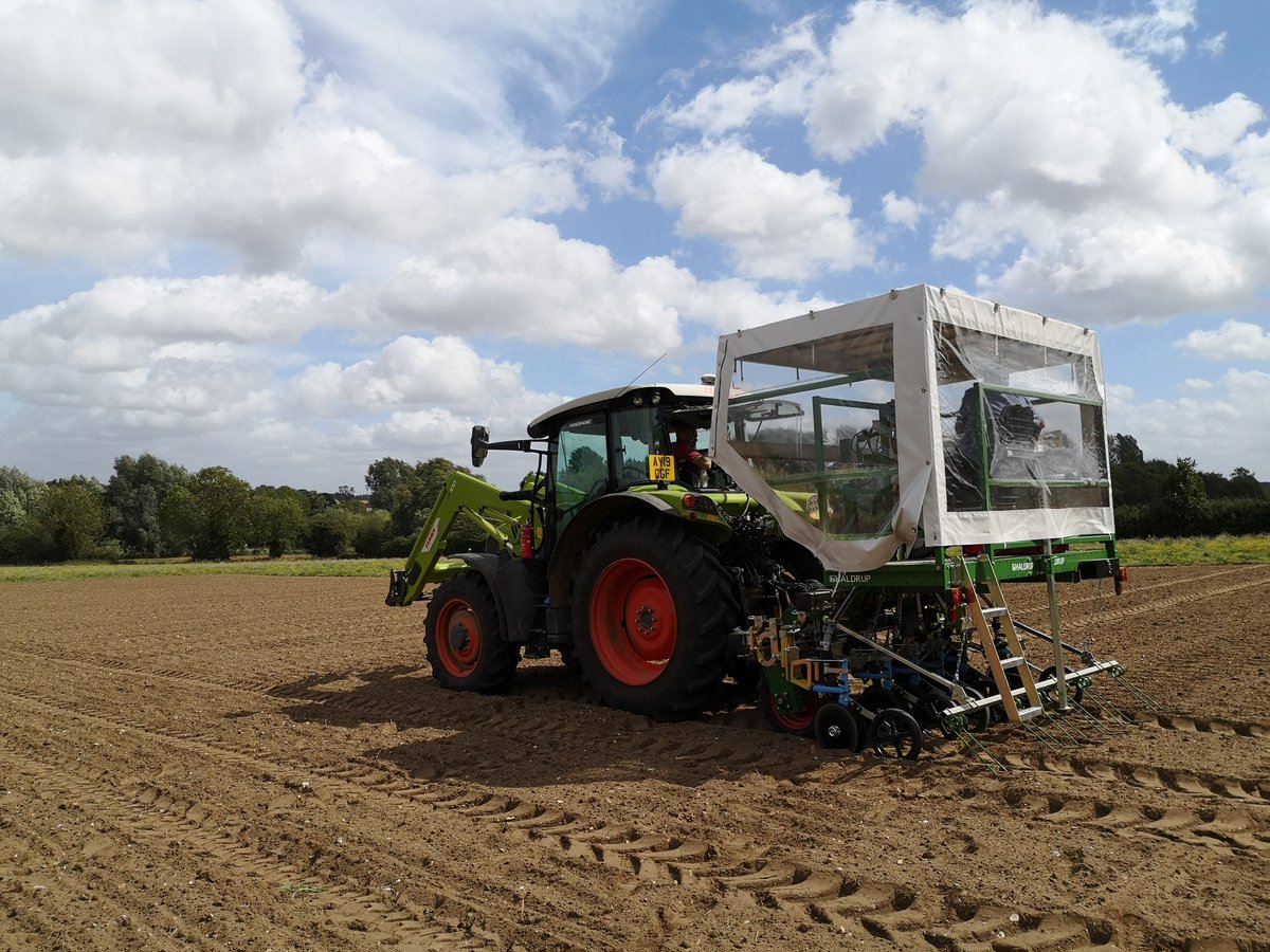 LucyInTheLab's tweet photo. It's field trial day! My first time testing these lines in the field, scoring (potential) flea beetle resistance. #CSFB https://t.co/4X407pC0yE