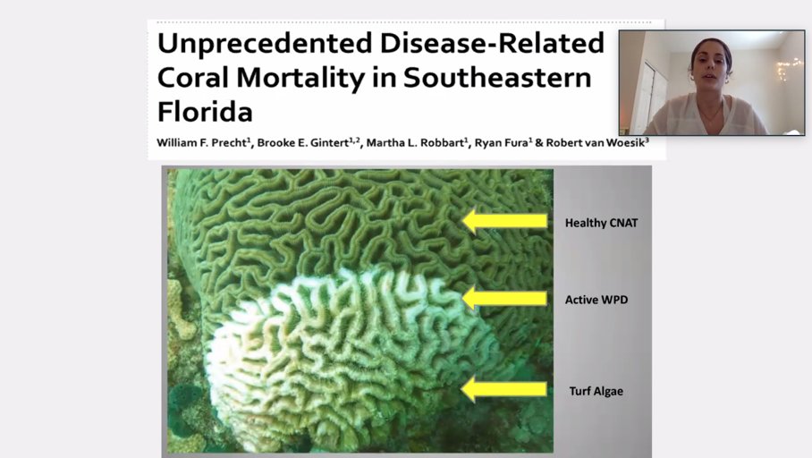 NU_ThreeSeas's tweet photo. Advised by Dr. Steve Vollmer and @BillPrecht, Rachele found global coral threats like disease and bleaching do not seem exacerbated by dredge conditions. But dredge conditions do contribute to sub-lethal effects such as partial mortality and partial burial https://t.co/hEL5lvJ68y