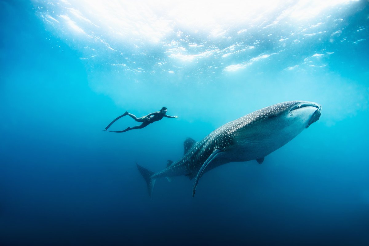 CenturyCruises's tweet photo. RT @ThilanWijegunar: 🇱🇰 #SriLanka #Ceylon #LKA #VisitSriLanka #Travel #Tourism #TTOT #TourBlue #OurWorld #ThilanW #WanderlustXL
RT|TourBlueLive: Maldives, where you can swim among the kings and queens of the ocean. . . . . . . . . . #maldives #travel https://t.co/zZDvlbmWAt