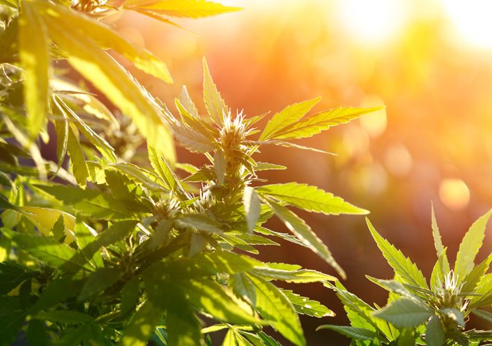 ASTMIntl's tweet photo. A proposed standard will cover the determination of moisture as water by weight for #cannabis flower and leaves to help prevent inaccuracies. #marijuana #THC #cannabisindustry See https://t.co/Bzg4ISpfEX https://t.co/8gC6bihRui