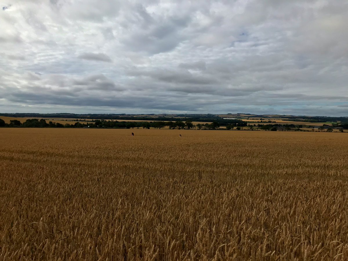 Weather depending  we should be combining the bulk of this years wheat within 2/3 wks  at it. Last yr we started cutting wheat on 26th Aug and finished 14th Sept, 2018 we were done by 1st Sept! 2015 we didn’t start wheat until 11 Sept and ended 28th! Every yr is different 