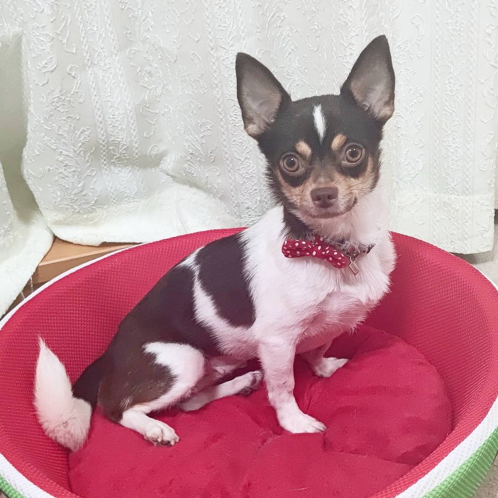 for1Dog's tweet photo. スイカベッド、私の赤いリボンと似合ってるでしょ❓️
byかなで🐶
#チワワ #保護犬 #かなでちゃん #赤が似合うね #いいお顔 #食欲旺盛 #いいことだ #里親募集中 #里親になろう #変えよう日本の生体販売 #chihuahua #rescuedog #adoptdontshop #beafoster #adoptable #forわんdog https://t.co/G1VtWdqCO9