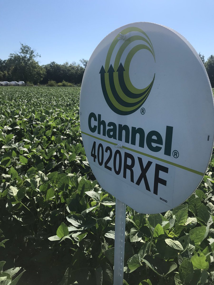 codymorris45's tweet photo. Very exciting watching this Channel 4020 RXF soybean develop in plots here in east central Missouri. Can’t wait to see how it does come harvest. #XFSOY #Expectedsoon @RRXtend @BayerTraits https://t.co/T4PQ2xPGm8
