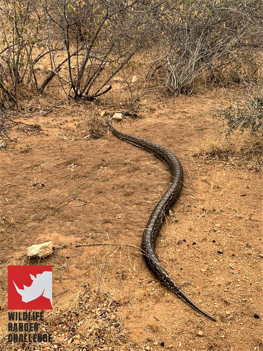 blackmambasapu's tweet photo. #ForWildlifeRangers
An encounter in the bush! Our Olifants West team saw this tiny little python during alien vegetation removal.
#WildView https://t.co/fvbgfBHjS1