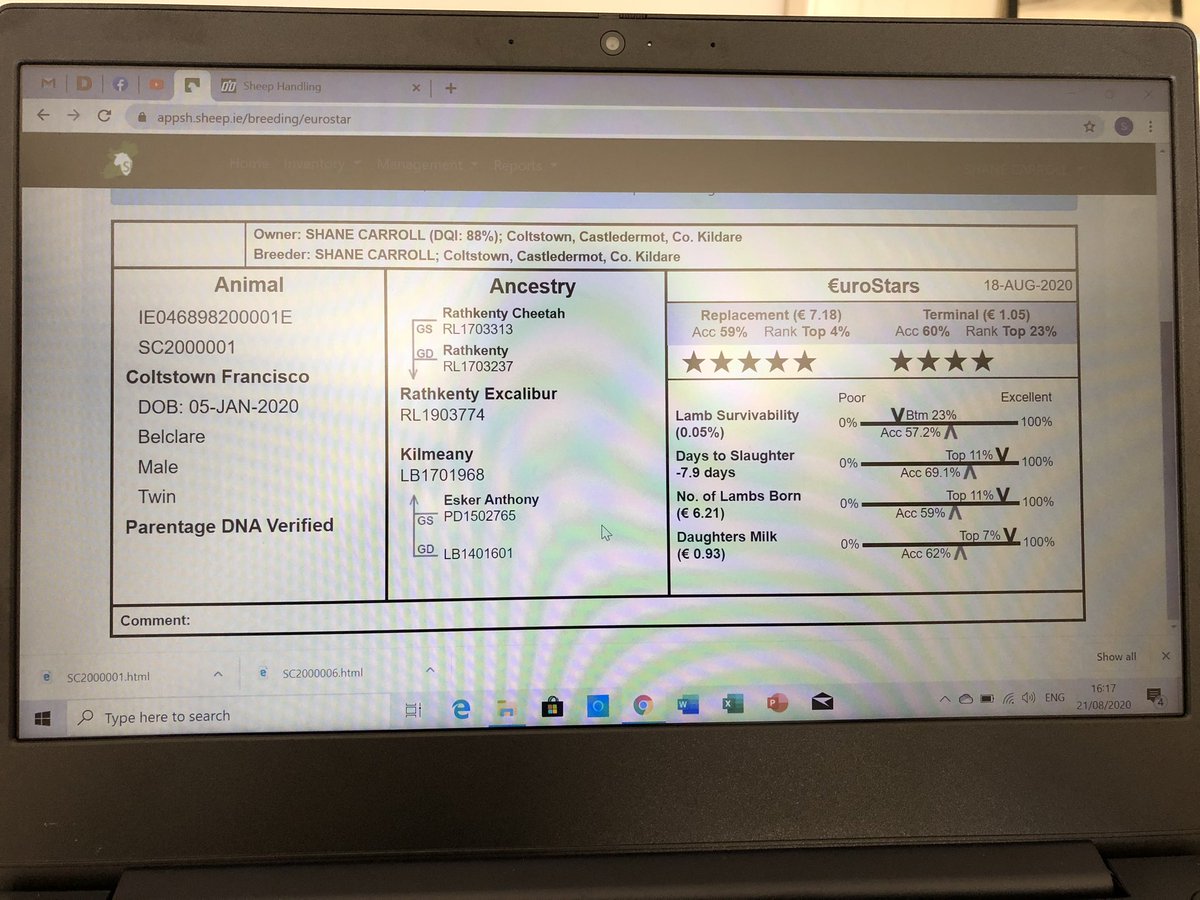 Two ram lambs from Coltstown Belclares on offer tomorrow at the <a href="/SheepIreland/">Sheep Ireland 🌟🌟🌟🌟🌟</a> multi breed sale in Kilkenny Mart SC2000006 lot 29 &amp; SC2000001 lot 30. Both 5 ⭐️ &amp; ARR/ARR. (SC2000001 Francisco is a little camera shy 😂)