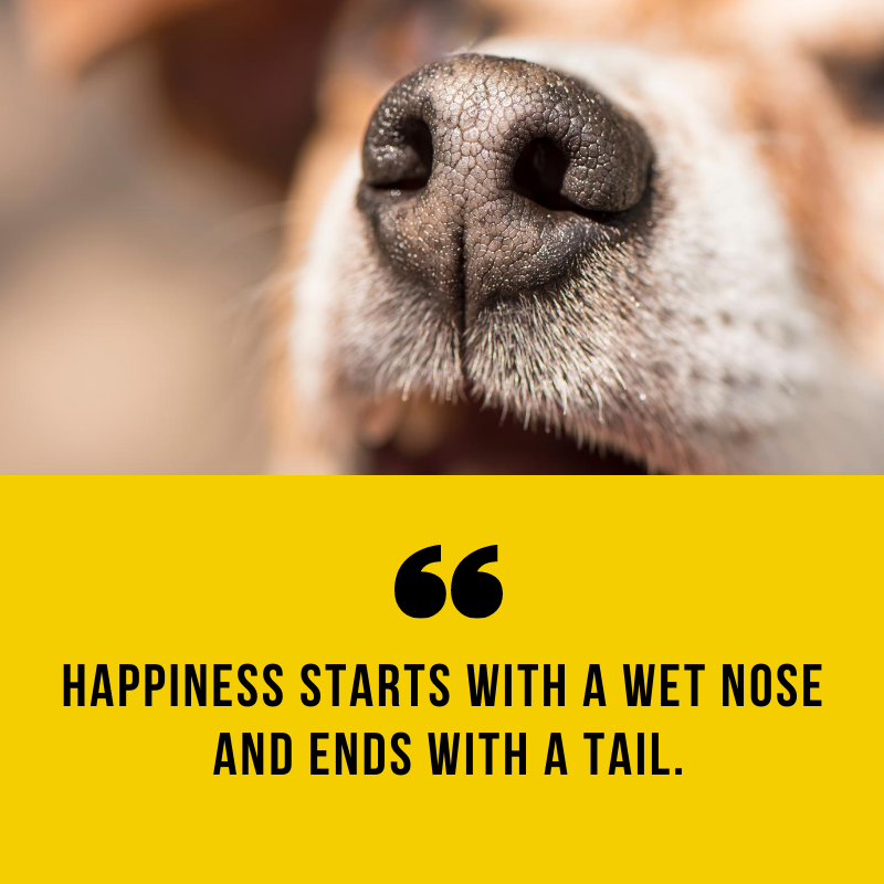 Tecla's K9 Academy tweet media