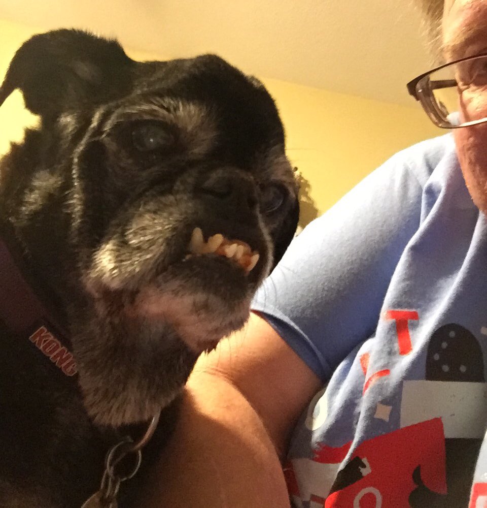 b_satnan's tweet photo. Happy 17th birthday (!) to Frank, the most guapo puppy ever and the greatest birthday present I ever received. To celebrate tonight, he’ll have his favorite - meatloaf. #CrazyTeeth @dog_rates https://t.co/DXdjvTVOmS