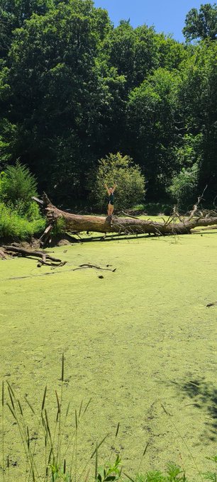 "Fun fact" Friday.  I love to climb things. You know that feeling when you look down from tall heights<a href="/tag/mvsales"class="tags"><span>#mvsales</span></a>