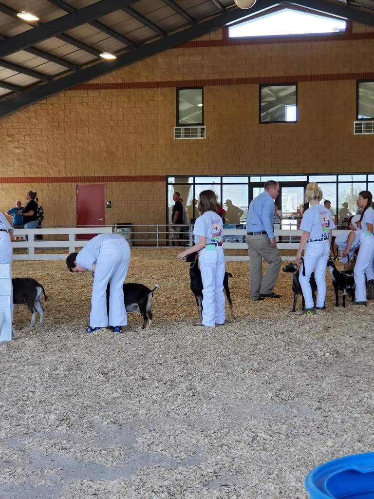 Chris Chinn (@chrischinn) on Twitter photo This morning in the Sheep Pavillion is the dairy goat show. It's a beautiful morning on the <a href="/MoStateFair/">Missouri State Fair</a> grounds. #HomeIsHere <a href="/MoAgriculture/">Missouri Department of Agriculture</a> This morning in the Sheep Pavillion is the dairy goat show. It's a beautiful morning on the <a href="/MoStateFair/">Missouri State Fair</a> grounds. #HomeIsHere <a href="/MoAgriculture/">Missouri Department of Agriculture</a>